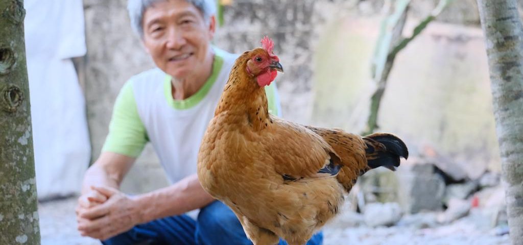 李升林老師與他飼養的母雞