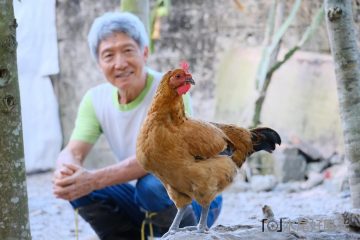 李升林老師與他飼養的母雞