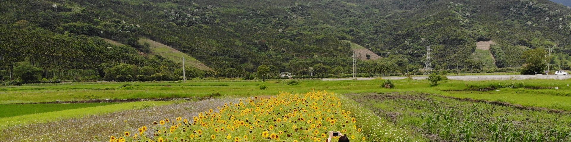 2018年的向日葵花海（佐拉拍攝）
