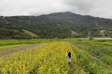 2018年的向日葵花海（佐拉拍攝）