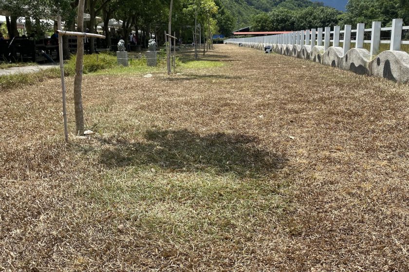 瑞穗牧场草地变枯